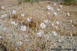 Image of anglestem buckwheat