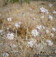 Image of anglestem buckwheat