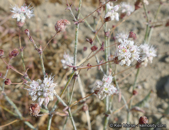 Image of anglestem buckwheat