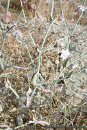 Image of anglestem buckwheat