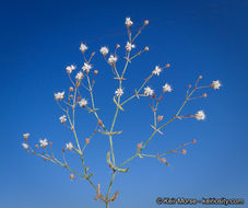 Image of anglestem buckwheat