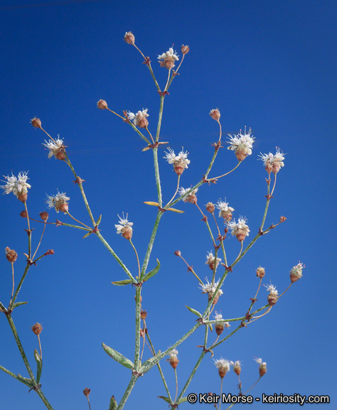 Image of anglestem buckwheat