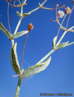 Image of anglestem buckwheat