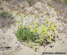 صورة Eriogonum nudum var. westonii (S. Stokes) J. T. Howell