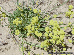 صورة Eriogonum nudum var. westonii (S. Stokes) J. T. Howell