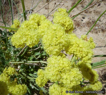 Imagem de Eriogonum nudum var. westonii (S. Stokes) J. T. Howell