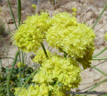 Imagem de Eriogonum nudum var. westonii (S. Stokes) J. T. Howell