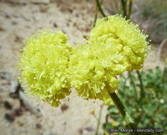 Imagem de Eriogonum nudum var. westonii (S. Stokes) J. T. Howell