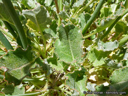 Imagem de Eriogonum nudum var. westonii (S. Stokes) J. T. Howell