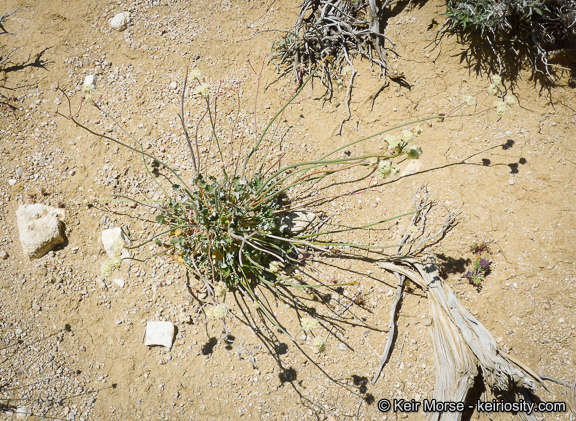 صورة Eriogonum nudum var. westonii (S. Stokes) J. T. Howell