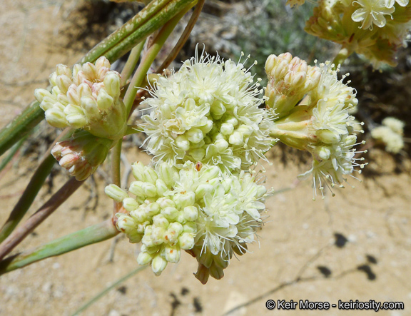 صورة Eriogonum nudum var. westonii (S. Stokes) J. T. Howell