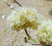 صورة Eriogonum nudum var. westonii (S. Stokes) J. T. Howell