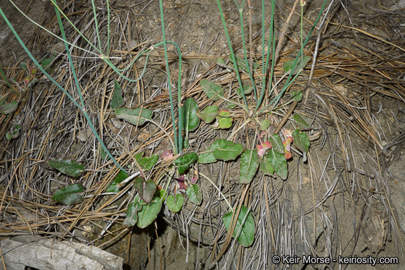 Imagem de Eriogonum nudum var. pauciflorum S. Wats.