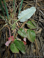 Imagem de Eriogonum nudum var. pauciflorum S. Wats.