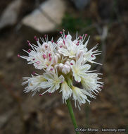 Imagem de Eriogonum nudum var. pauciflorum S. Wats.