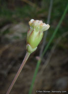 Imagem de Eriogonum nudum var. pauciflorum S. Wats.