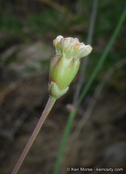 Imagem de Eriogonum nudum var. pauciflorum S. Wats.