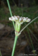 Imagem de Eriogonum nudum var. pauciflorum S. Wats.