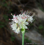 Imagem de Eriogonum nudum var. pauciflorum S. Wats.