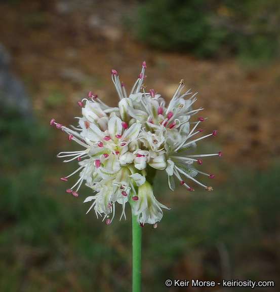 Imagem de Eriogonum nudum var. pauciflorum S. Wats.