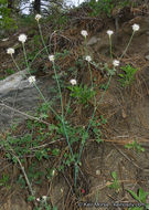 Imagem de Eriogonum nudum var. pauciflorum S. Wats.