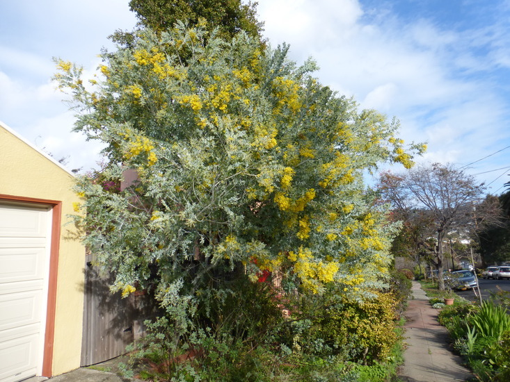 Plancia ëd Acacia podalyriifolia A. Cunn. ex G. Don