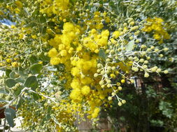 Plancia ëd Acacia podalyriifolia A. Cunn. ex G. Don