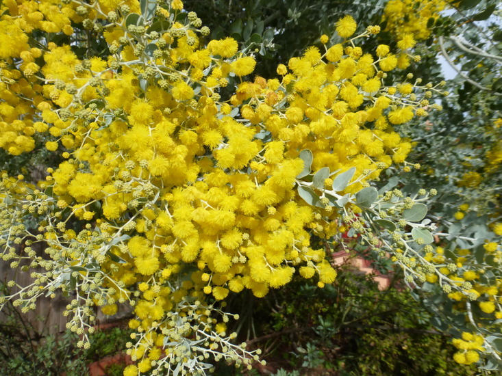 Plancia ëd Acacia podalyriifolia A. Cunn. ex G. Don