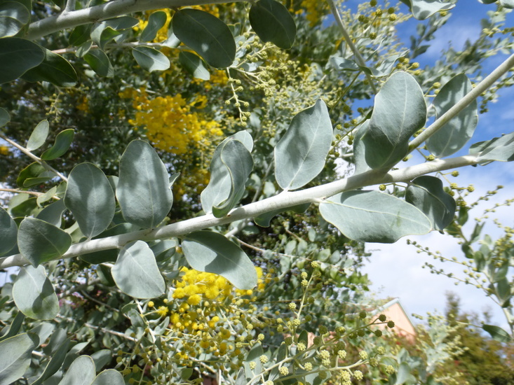 Plancia ëd Acacia podalyriifolia A. Cunn. ex G. Don