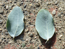 Plancia ëd Acacia podalyriifolia A. Cunn. ex G. Don