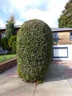 Image of California Live Oak