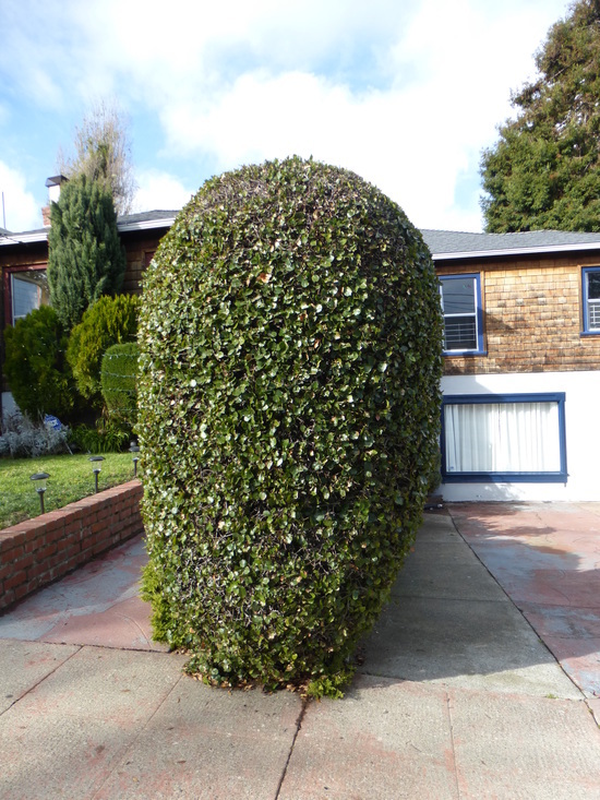 Image of California Live Oak