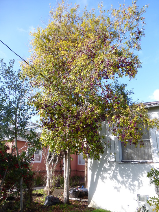 Image of Syzygium australe (Wendl. ex Link) B. P. M. Hyland