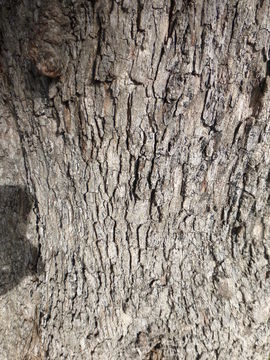 Image of beach sheoak