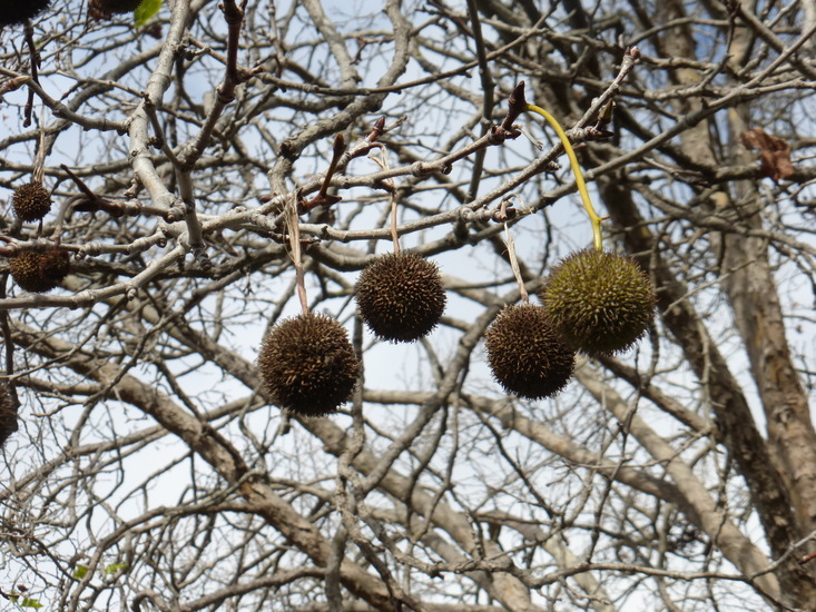 Imagem de Platanus occidentalis L.