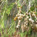 Sivun Melaleuca ericifolia Sm. kuva