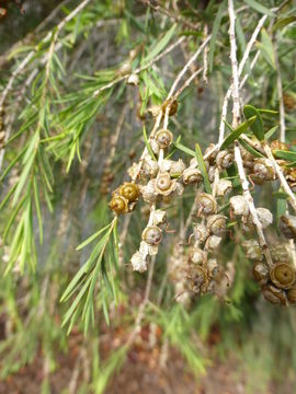 Imagem de Melaleuca ericifolia Sm.