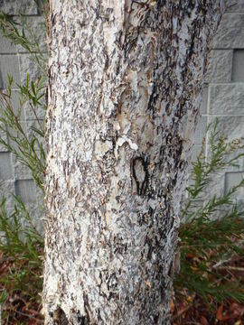 Image of swamp paperbark