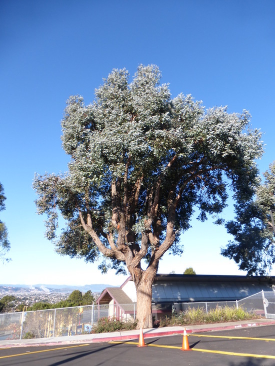 Imagem de Eucalyptus crenulata Blakely & de Beuzev.