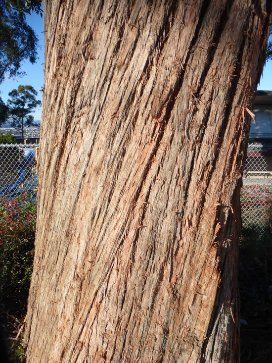 Imagem de Eucalyptus crenulata Blakely & de Beuzev.