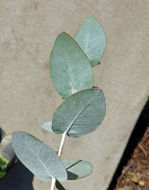 Imagem de Eucalyptus crenulata Blakely & de Beuzev.