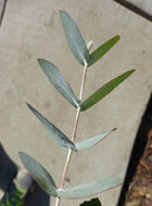 Imagem de Eucalyptus crenulata Blakely & de Beuzev.