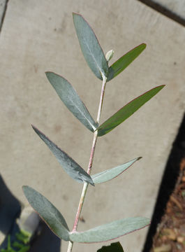 Imagem de Eucalyptus crenulata Blakely & de Beuzev.