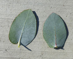 Imagem de Eucalyptus crenulata Blakely & de Beuzev.