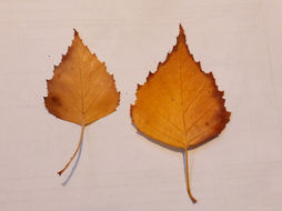 Image of Common Birch