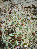 Image of spotted buckwheat