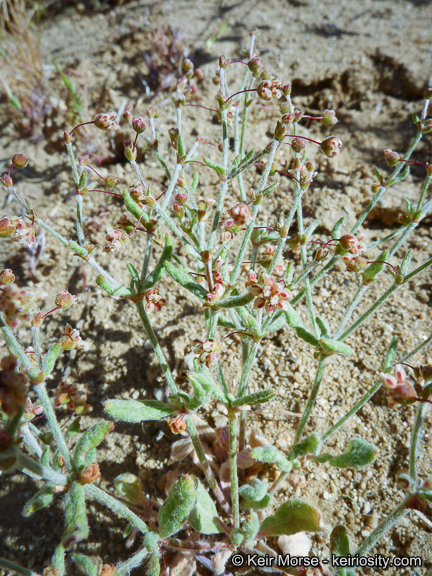 Image of spotted buckwheat