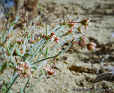 Image of spotted buckwheat