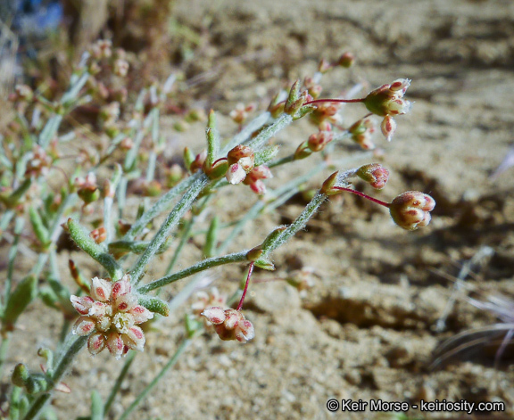 Image of spotted buckwheat