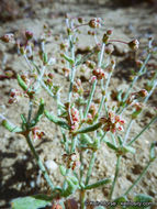 Image of spotted buckwheat